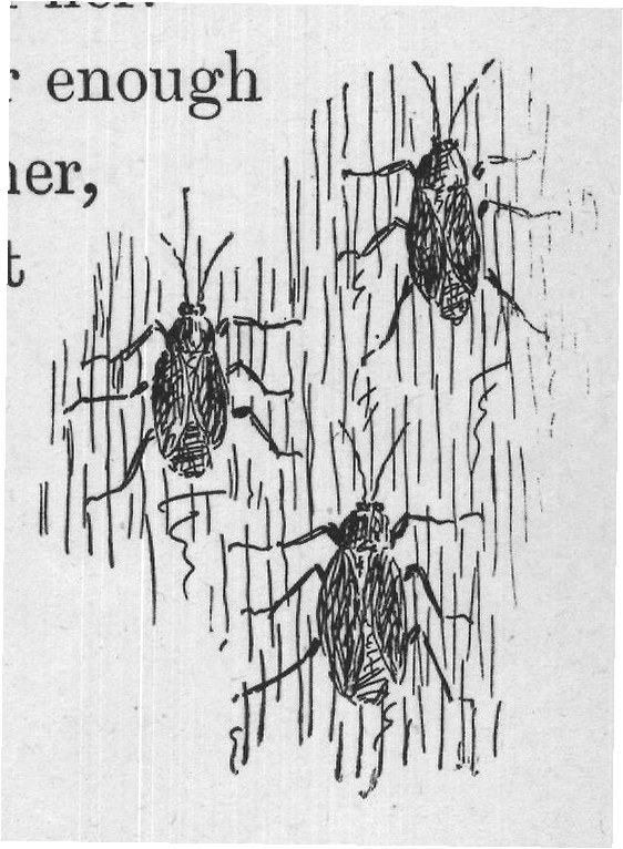 THE AIRY WATER STRIDERS