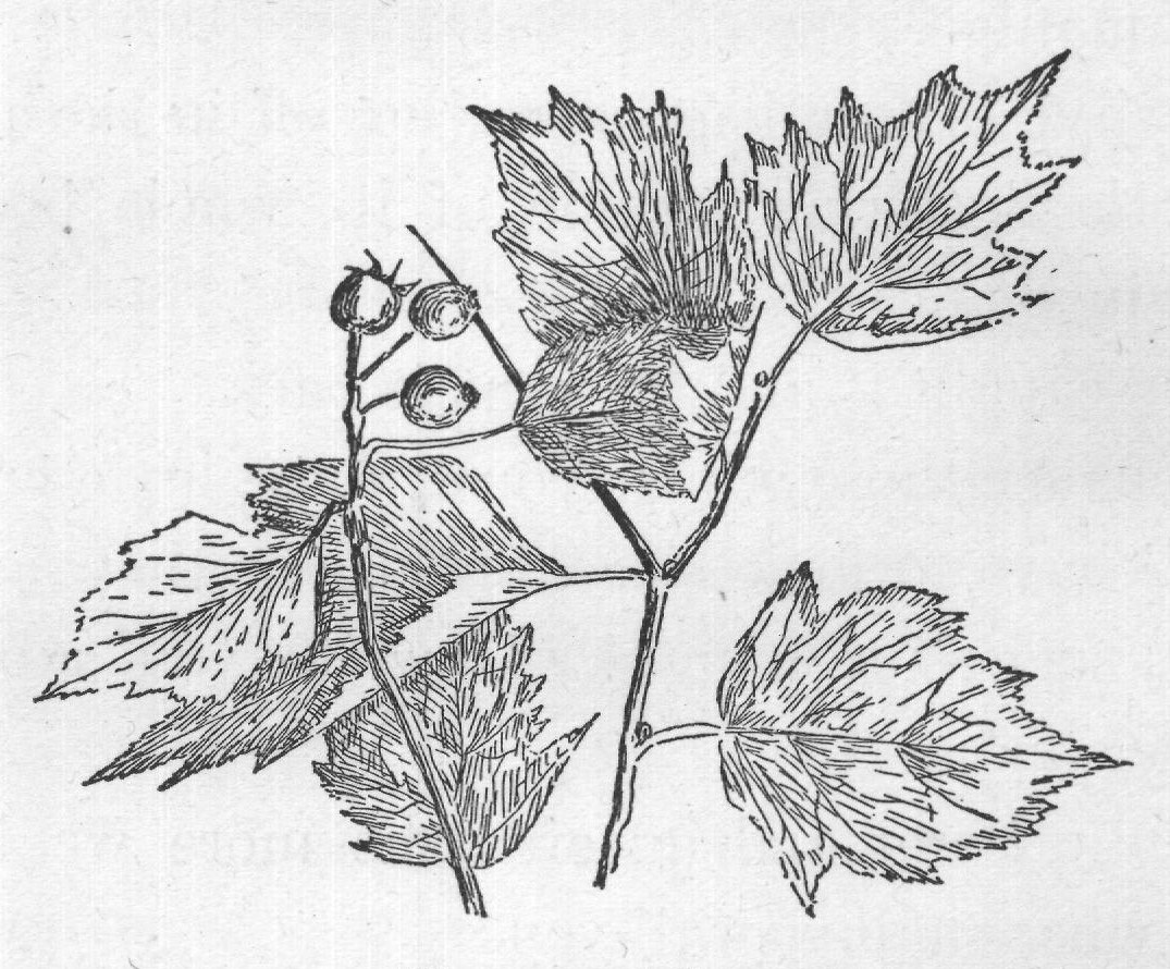 HAWTHORN TWIG.