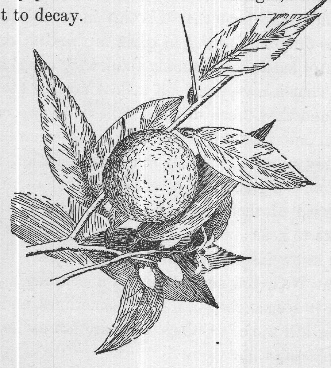 where they pierce the skins of the oranges, and cause