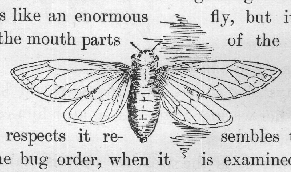 What glassy wings!