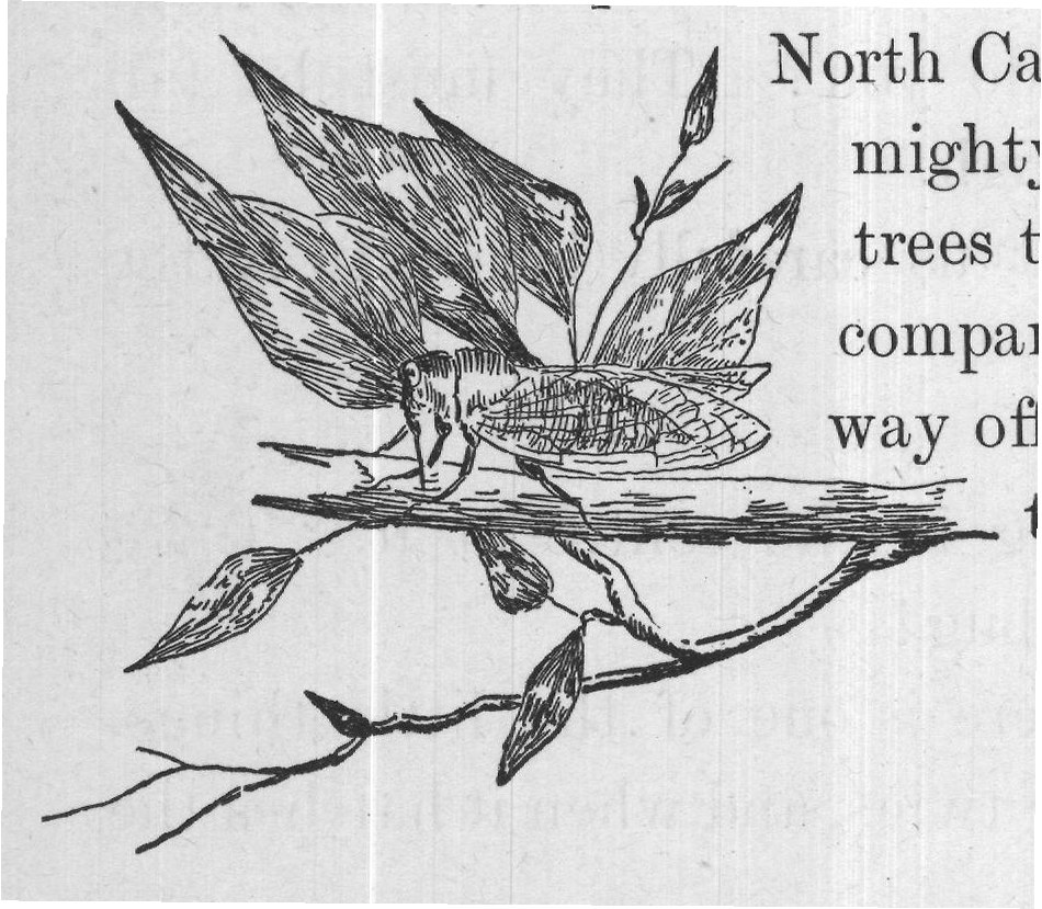 I once went up the side of a beautiful mountain in