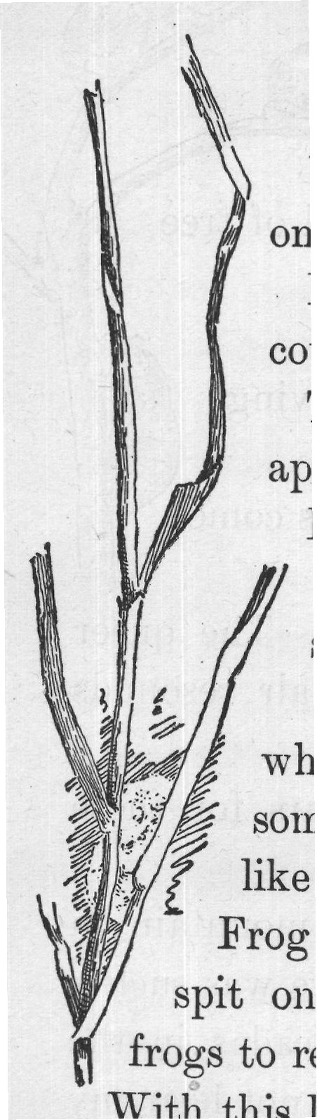 With this little twig let us carefully brush away the