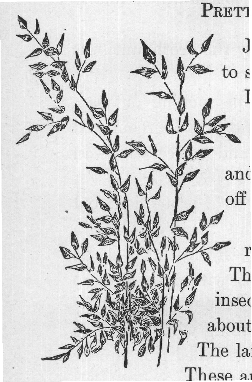 These are the leaf hoppers.