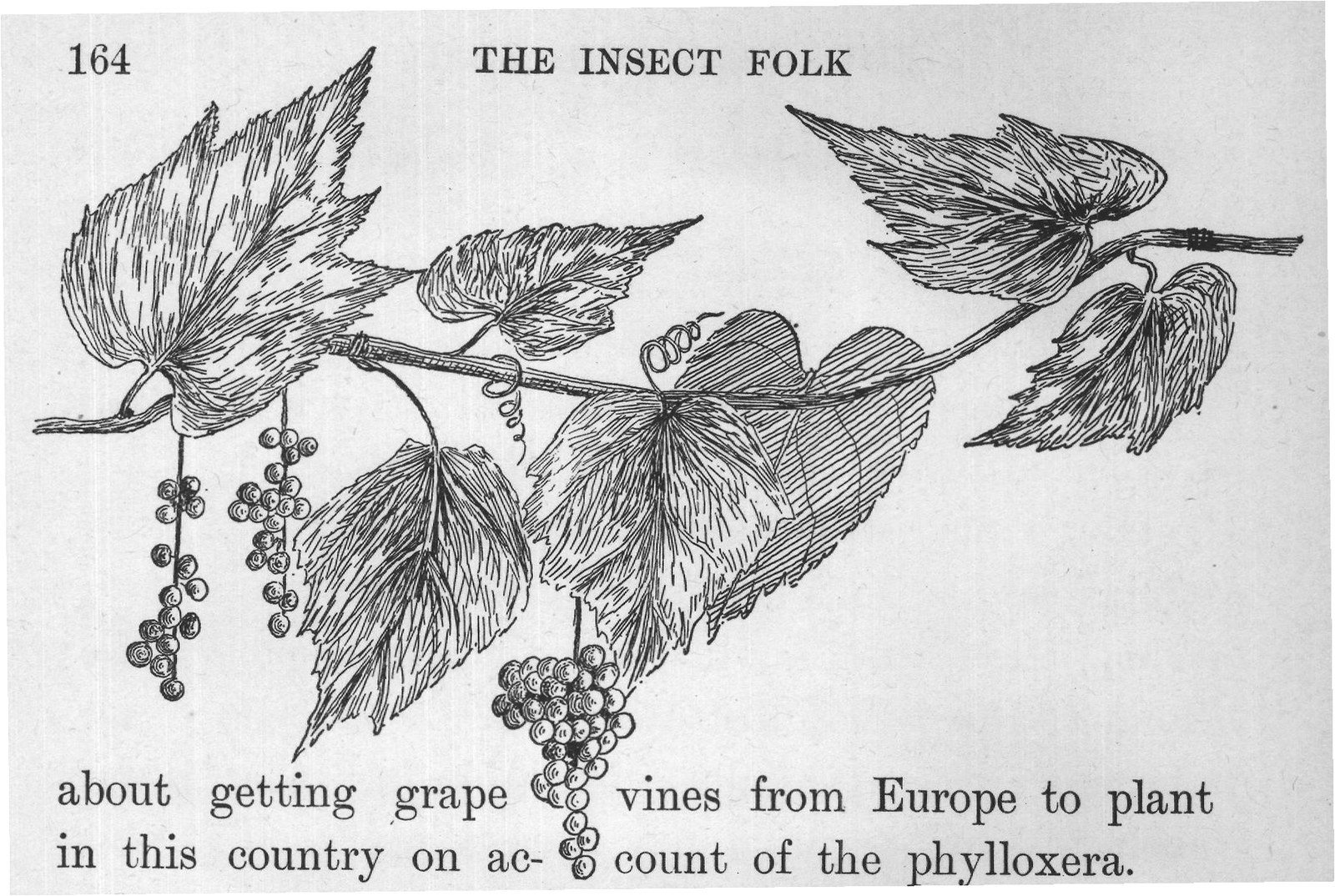 count of the phylloxera.