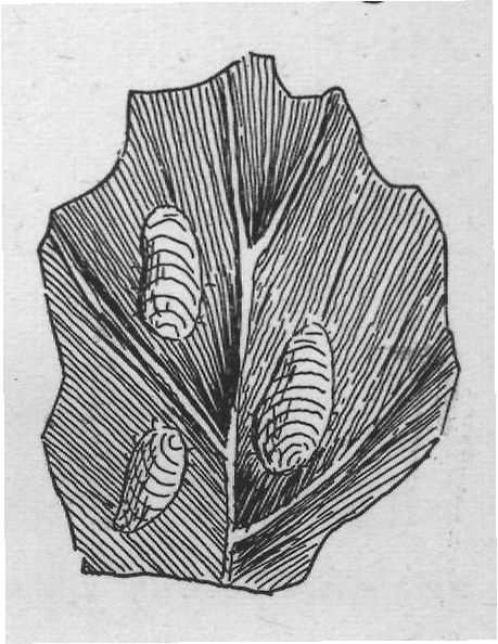 Yes, that scale looks like a tiny mussel shell; but