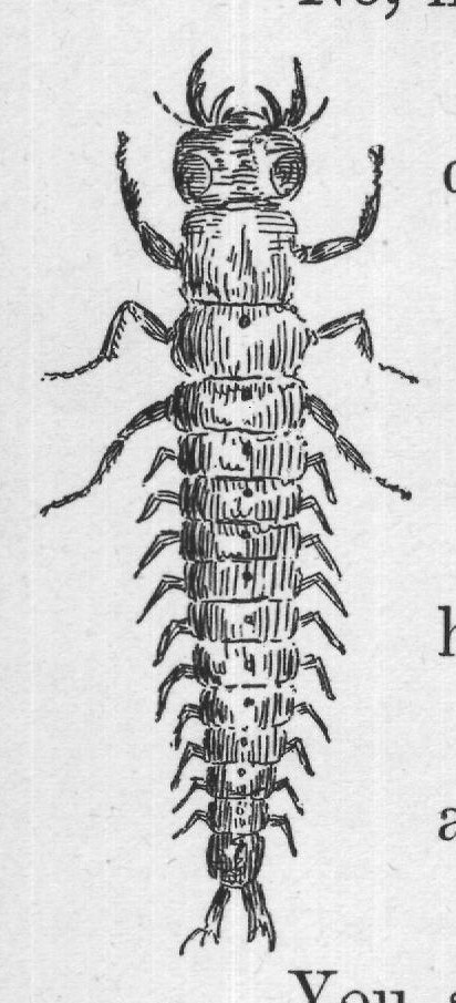 You see it is a larva and a big one, dark gray in