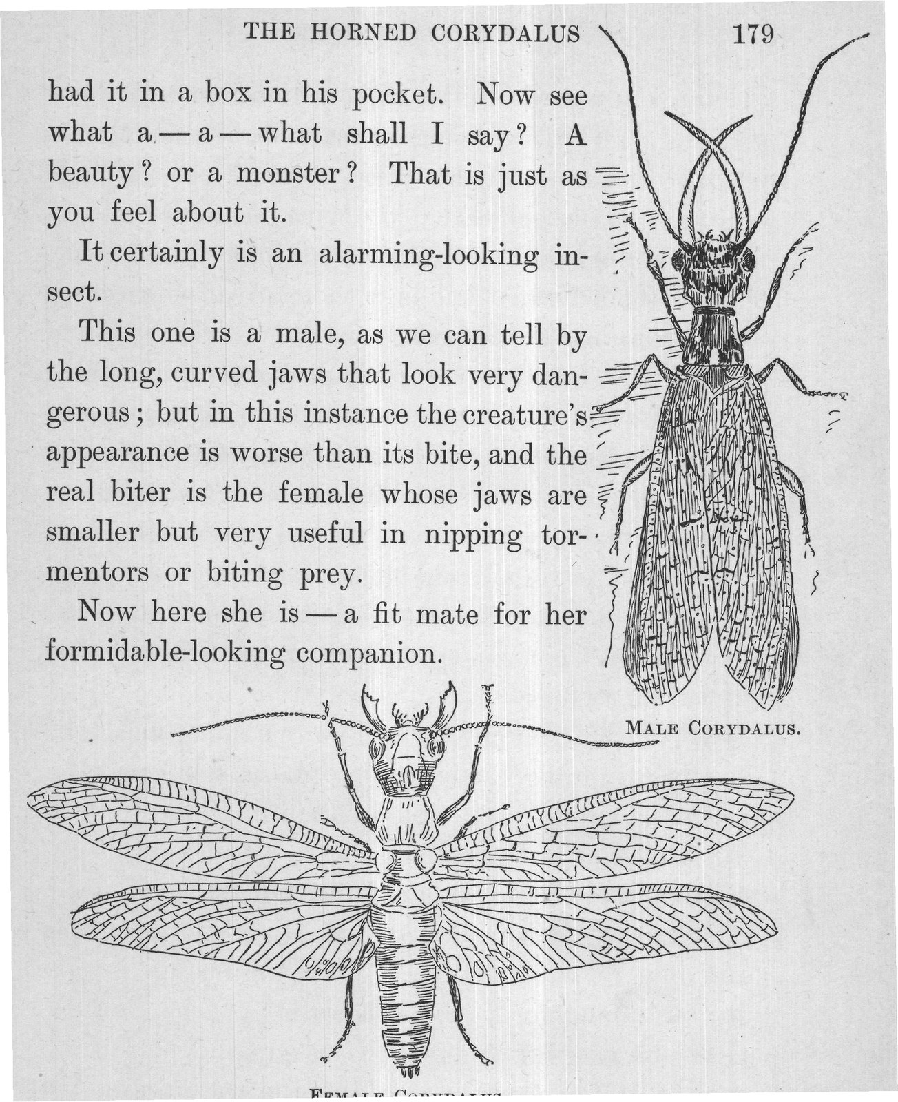 FEMALE CORYDALUS.