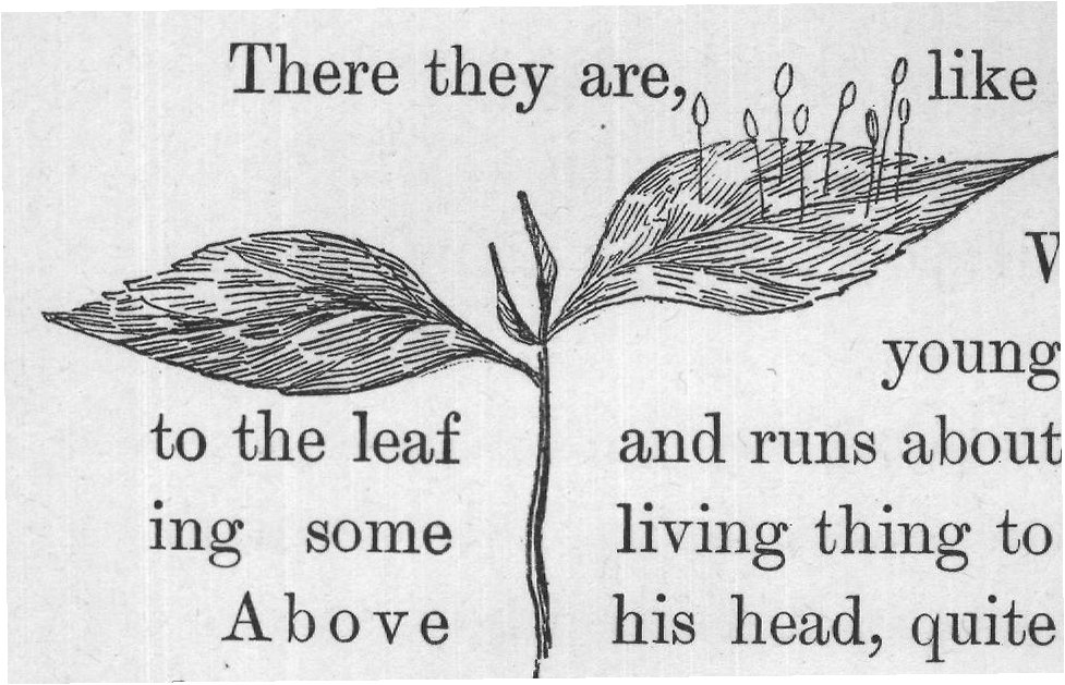 the eggs out of which his brothers and sisters have not