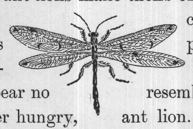 large-jawed, ever hungry,