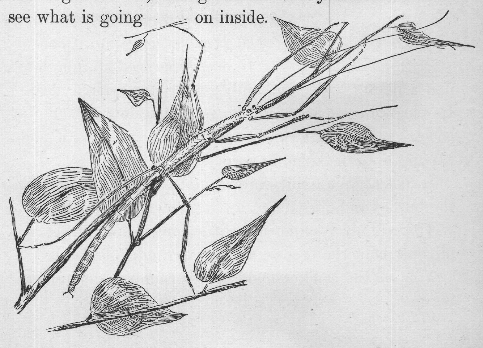a little glass house, through whose walls you can look and