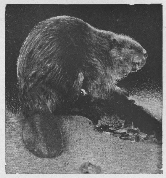 Canadian Beaver