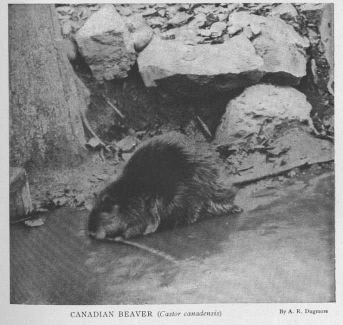 Canadian Beaver