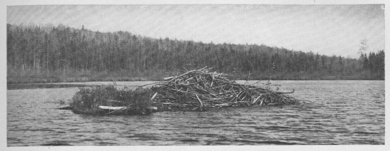 Canadian Beaver