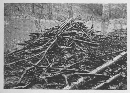 Canadian Beaver