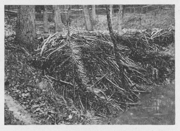 Canadian Beaver