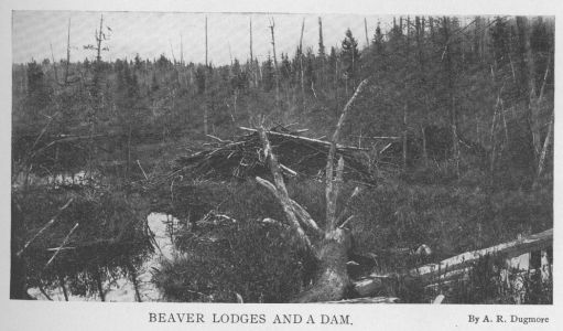 Canadian Beaver