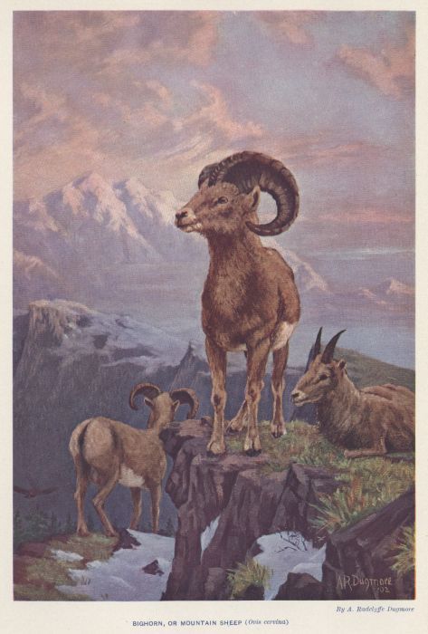 Mountain Sheep