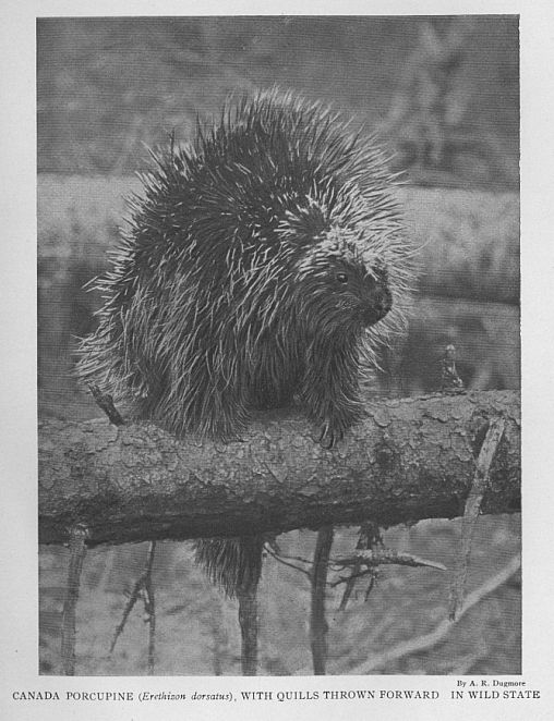 Canada Porcupine