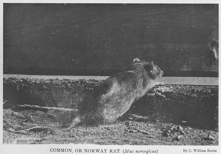 Norway Rat