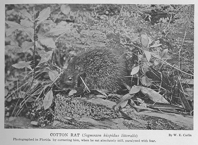 Cotton Rat