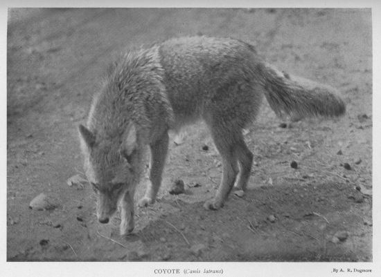 Coyote