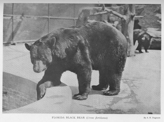 Black Bear