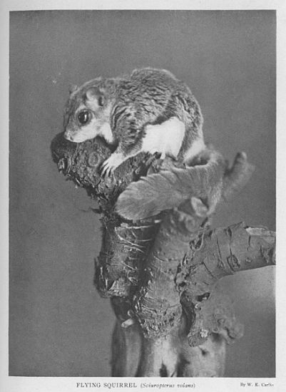 Flying Squirrel