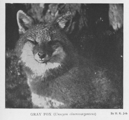 Gray Fox