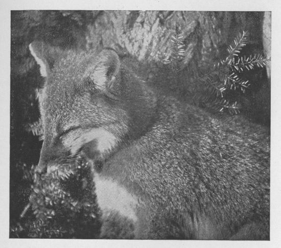 Gray Fox