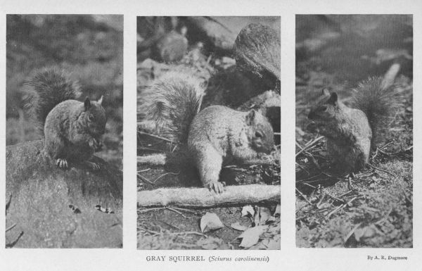 Gray Squirrel