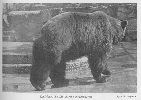 Kadiak Bear