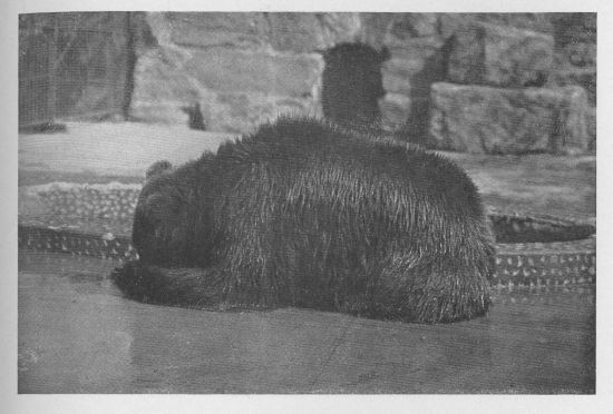 Kadiak Bear