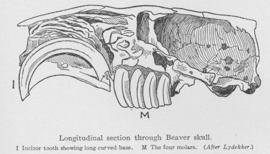 Canadian Beaver