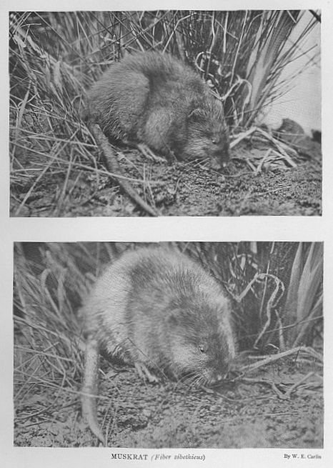 Muskrat