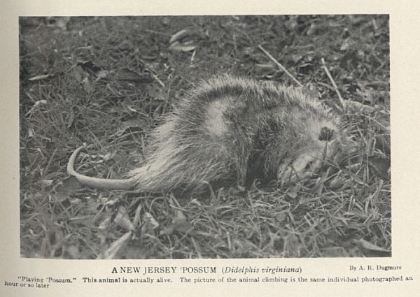Virginia Opossum