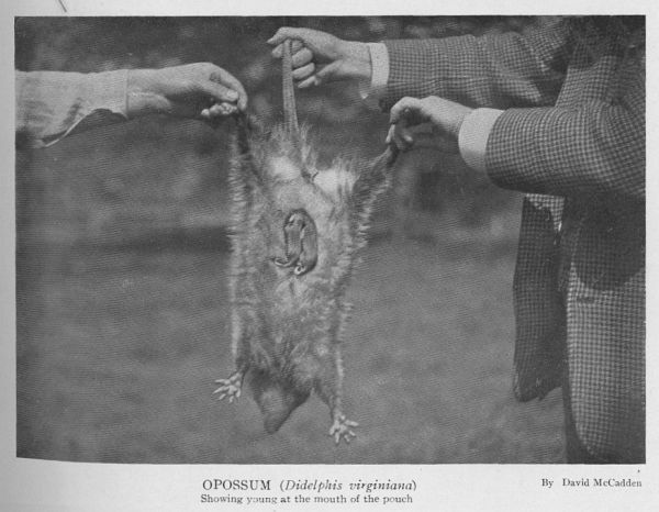 Virginia Opossum
