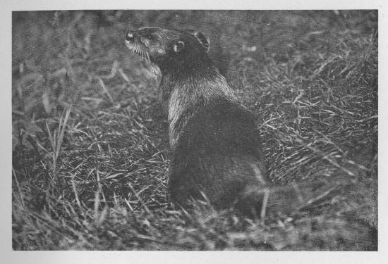 Otter