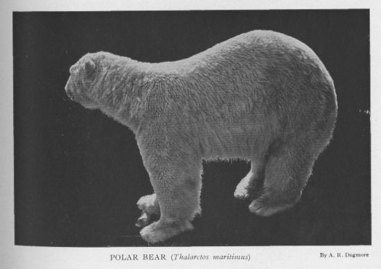 Polar Bear