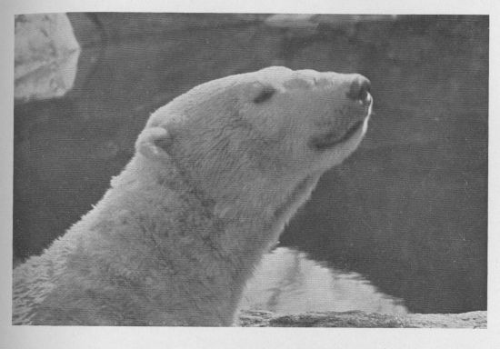 Polar Bear
