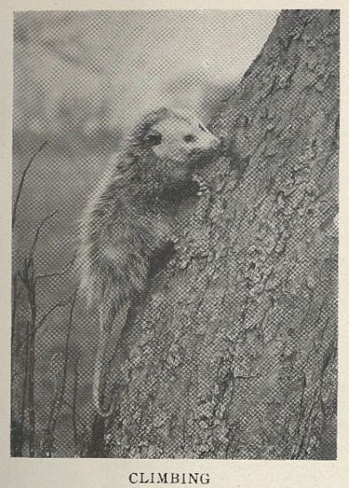 Virginia Opossum