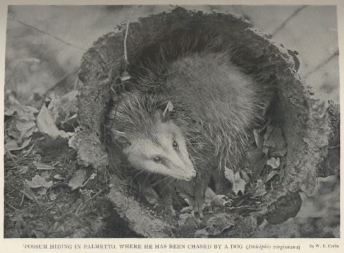 Virginia Opossum