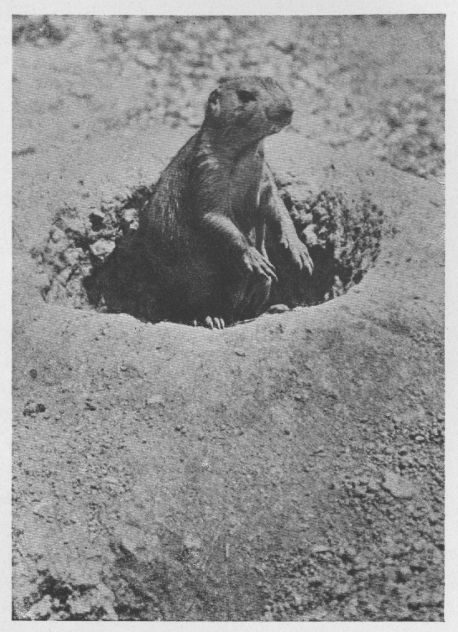 Prairie Gopher