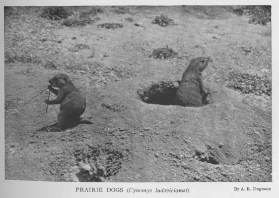 Prairie Gopher