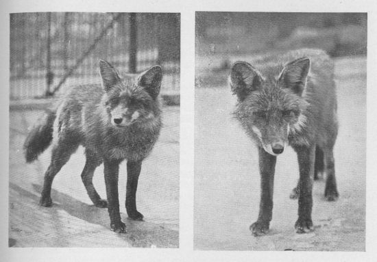 Red Fox