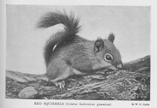 Red Squirrel
