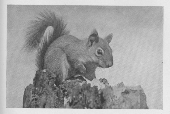 Red Squirrel
