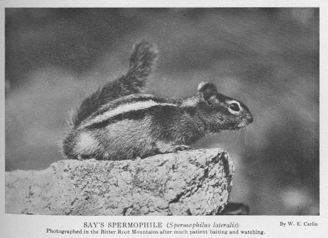 Striped Spermophile