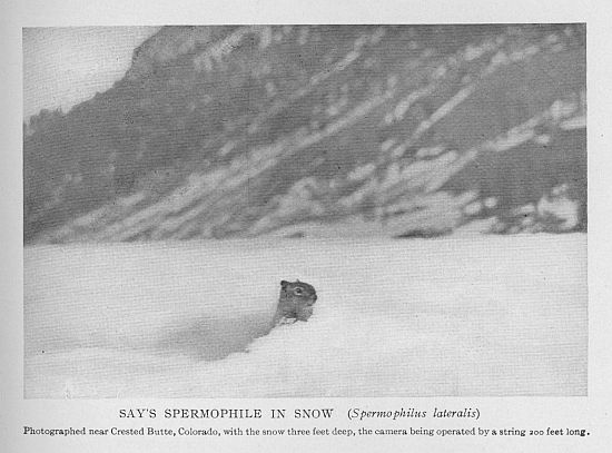 Striped Spermophile