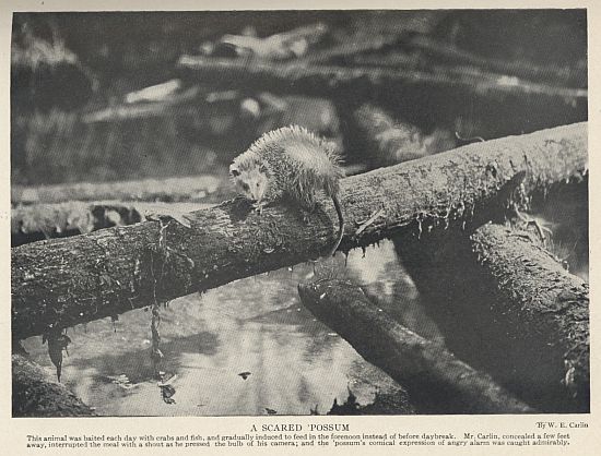 Virginia Opossum