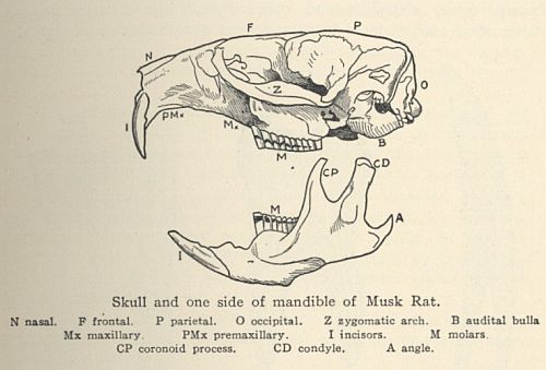 Muskrat